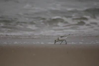 a small bird walking on the sand