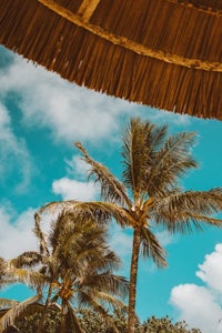 palm trees under a thatched roof
