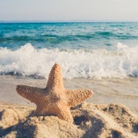 a starfish sitting on the sand at the beach