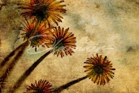 dahlias on a grungy background