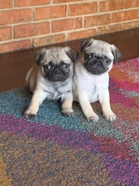 two pug puppies sitting on a colorful rug