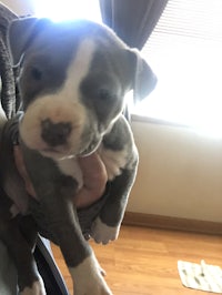 a person is holding a puppy in their arms