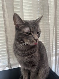 a gray tabby cat sitting on top of a desk