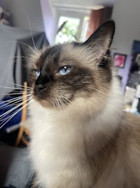 a siamese cat with blue eyes