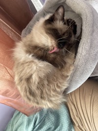 a siamese cat laying in a cat bed
