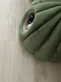 a green cat bed with a black cat peeking out