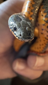 an orange and black snake being held in a person's hand