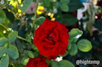 a red rose is blooming in a garden