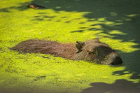 a capybara is floating in the water