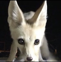 a small white fox is looking at something at night