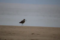 a bird standing on a sandy beach