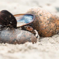 a shell and a rock on the sand