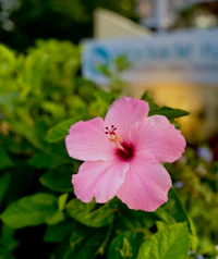 a pink flower is growing in front of a sign