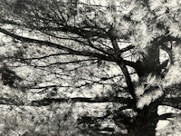 a black and white photo of a pine tree