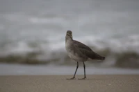 a bird standing on a beach