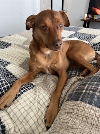 a brown dog laying on top of a bed