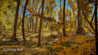 an image of a forest with yellow leaves and trees