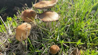 a group of brown mushrooms growing in the grass