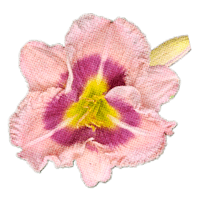 A pink daylily.