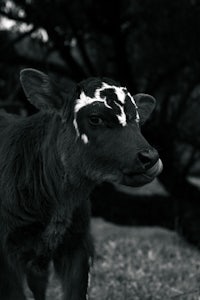 a black and white photo of a calf