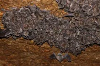 a large group of bats in a cave