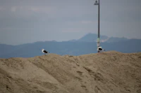 two birds standing on top of a pile of sand