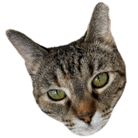 Grace’s tabby cat named Bea.