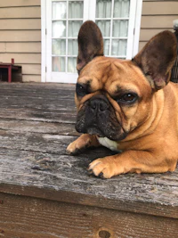 a french bulldog laying on a wooden deck