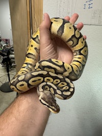 a person holding a yellow and black ball python