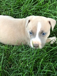 a small white and brown puppy laying in the grass