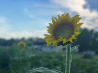 a sunflower in the middle of a field