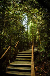a wooden staircase leading into a forest