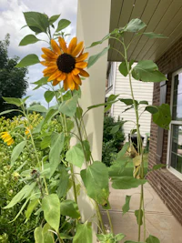 a large sunflower in front of a house