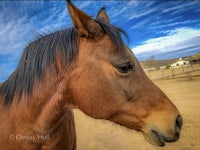 a close up of a brown horse with a blue sky behind it