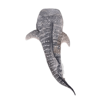 a sticker of a whale shark on a black background