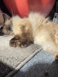 a fluffy cat sleeping on a rug in front of a ball