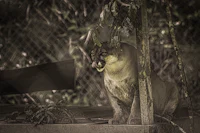 a mountain lion is sitting on a fence