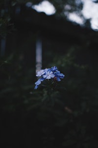 a blue flower is growing in the grass