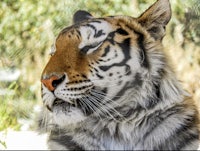 a tiger is looking at the camera