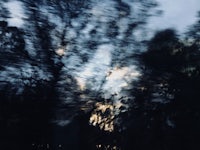 a blurry image of a tree