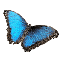 A blue butterfly.