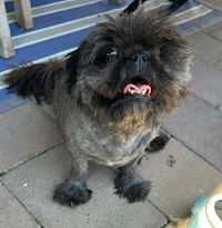 a black and white dog sitting on a patio