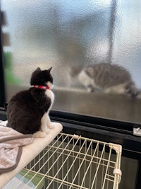 a cat looking out of a window