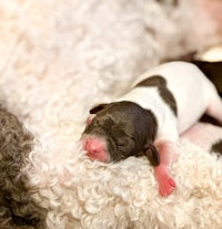 a black and white puppy sleeping on top of a fluffy blanket