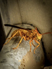 a yellow wasp is sitting on a piece of metal