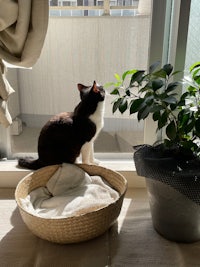 a cat sitting in a basket on a window sill