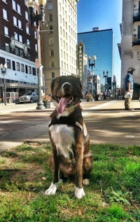 a dog sitting on the grass in front of a building