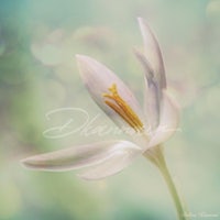a white flower with bokeh in the background