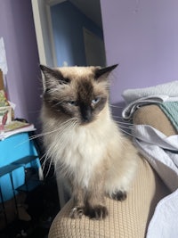 a siamese cat sitting on a chair in a room