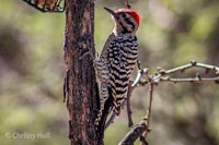 a woodpecker perched on a tree branch